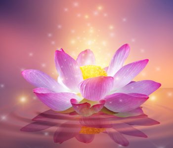 Lotus,Pink,Light,Purple,Floating,Light,Sparkle,Purple,Background